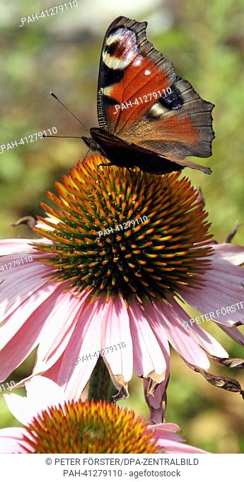 A Peacock butterfly (Inachis io) searches for food on the blossom of a purple coneflower in a garden in Schoenebeck, Germany, 24 July 2013