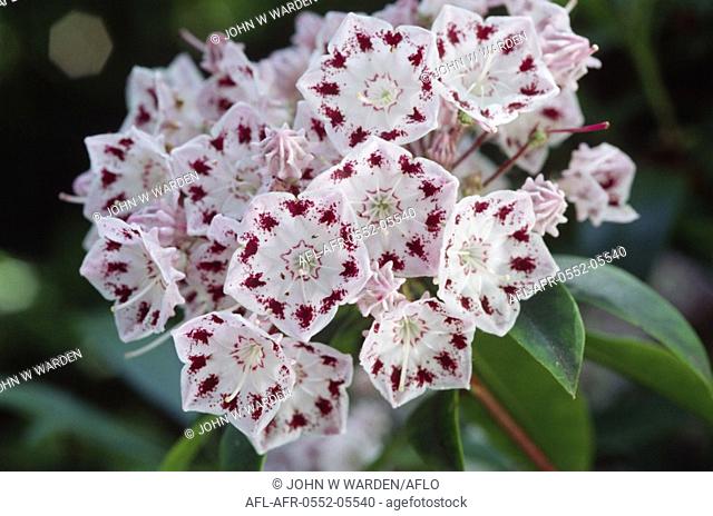 Red-spotter white flowers