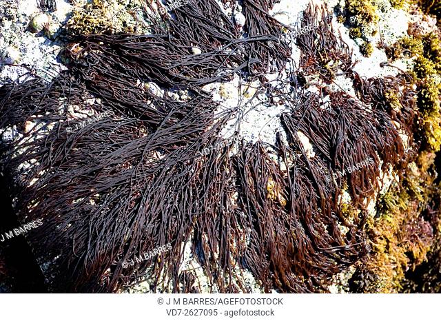Sea noodle (Nemalion helminthoides). This wormlike alga is a red marine alga (Rhodophyta). Calella de Palafrugell, Girona, Catalonia, Spain