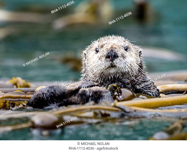 A rafting sea otter, Enhydra lutris, grooming its fur in kelp in the Inian Islands, Southeast Alaska, United States of America