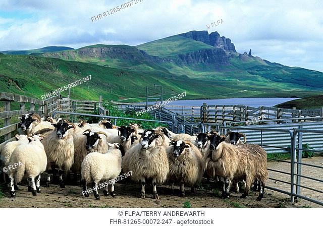 Scotland, sheep in pens, Old Man of Storr in background, Isle of Skye, Inner Hebrides