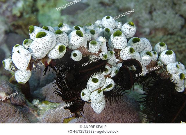 Ascidian or Sea Squirts Didemnum molle Colonies, Monkey beach, Puerto Galera, Mindoro, Philippines