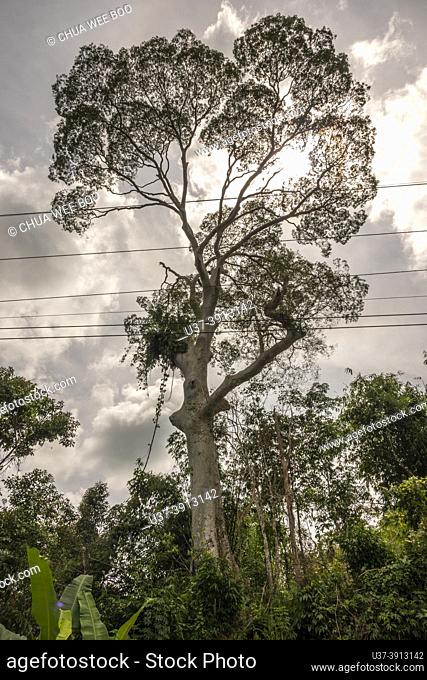 Tree at Kampung Sikog, Padawan, Sarawak, East Malaysia, Borneo