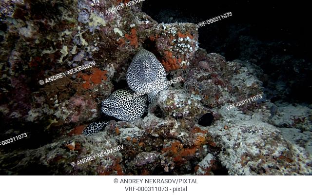 Two Moray Eels on the coral reef in the nigth. Honeycomb Moray, Gymnothorax favagineus, Indian Ocean, Maldives