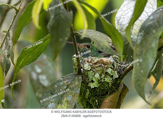 A hummingbird incubating eggs in its nest made out of plant material such as mosses and lichens which is held together with spider webs in the cloud forests at...
