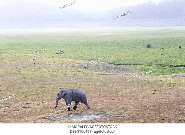 Asia, India, Uttarakhand, Jim Corbett National Park, Asian or Asiatic elephant (Elephas maximus), one animal in the grassland