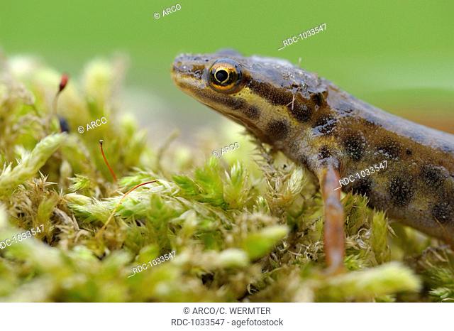 Common newt, male, portrait, Oberhausen, Germany / (Triturus vulgaris)