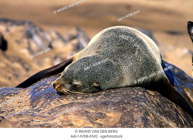 Cape Fur Seal, Cape Cross, Namibia