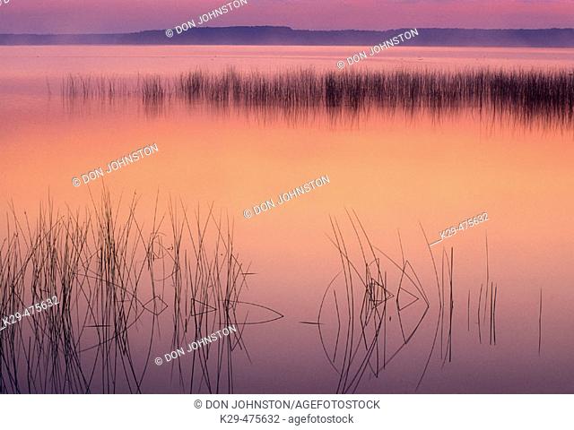 Ontario wetland scenic. Lake Mindemoya with reed bed before sunrise. Manitoulin Island. Ontario. Canada