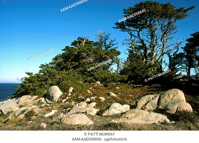 Monterey Cypress (Cupressus macrocarpa) Point Lobos SR, CA