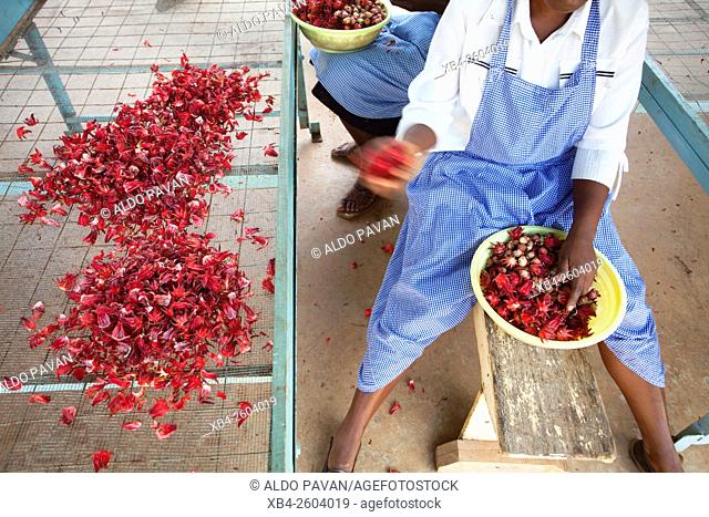 Kenya, Meru, Meru Herbs, karkade (hibiscus), processing