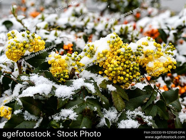 30 March 2020, Berlin: Winter atmosphere in spring: The common mahonia or hawthorn leaf mahonia, a plant species from the barberry genus