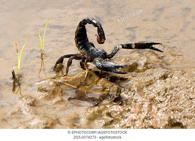 Scorpion, Heterometrus longimanus Family SCORPIONIDAE. Asian Forest scorpion is found in the rain forests of Asia, and in many parts of India, THAILAND