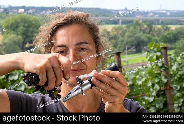 25 August 2023, Saxony-Anhalt, Burgwerben: Franziska Zobel, vine protection warden of the Freyburg Winegrowers' Association
