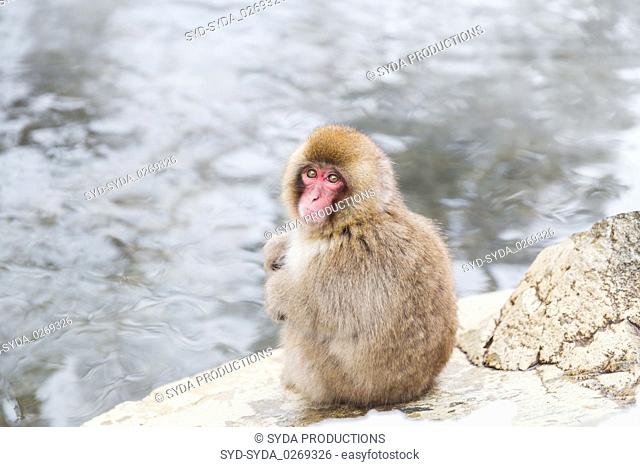 japanese macaque or snow monkey in hot spring