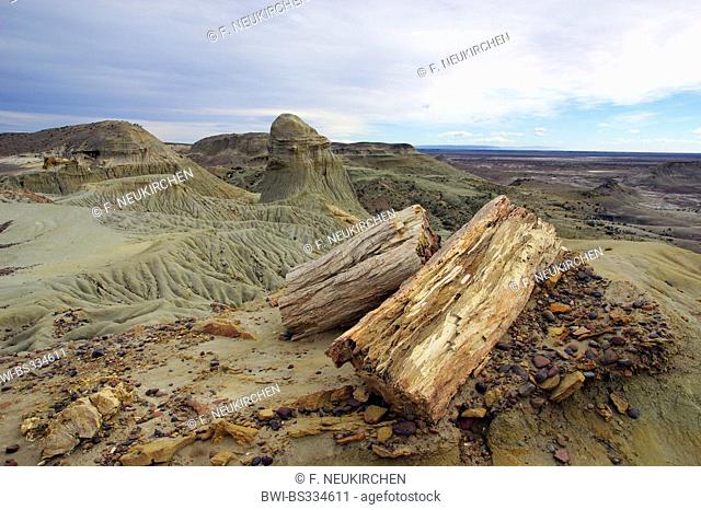 petrified wood of Samiento with silicified trunks of palms an conifers of the cretaceous age, Argentina, Patagonia, Monumento Natural Bosque Petrificado...