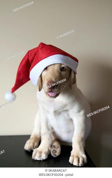 Labrador Retriever puppy wearing Christmas cap
