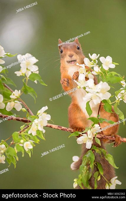 red squirrel standing on branch with jasmine flowers with mouth filled with seeds