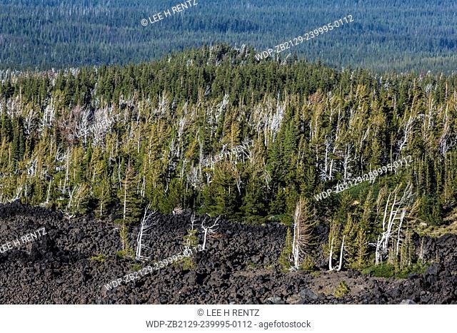 Big Muddy Flow lava field with forest that includes many dying Whitebark Pines, Pinus albicaulis, killed by White Pine Blister Rust and Mountain Pine Beetle