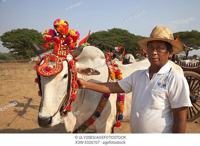 Cow festivity dressed and herdsman, Old Bagan village area, Mandalay region, Myanmar, Asia