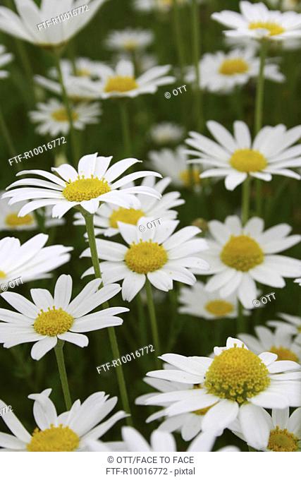 Front view of beautiful white petaled Flowers, flower having yellow anther