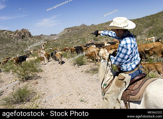 USA, Texas, Dallas, Cowboy and Texas Longhorn Cattles (Bos taurus)