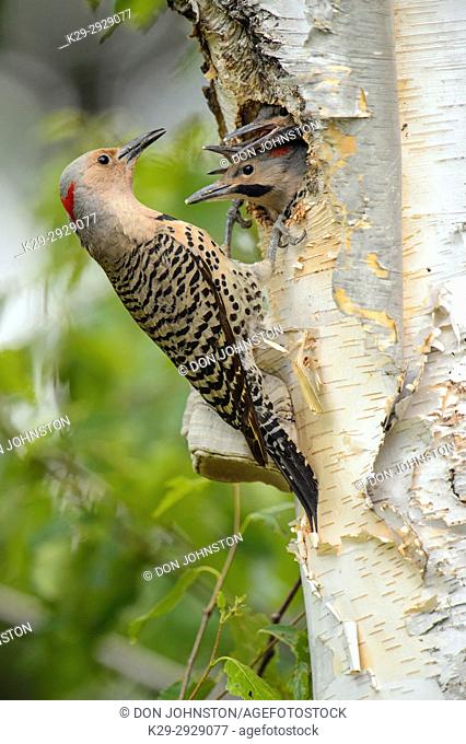 Northern flicker (Colaptes auratus) Adult female feeding young in birch tree nest cavity, Wanup, Ontario, Canada