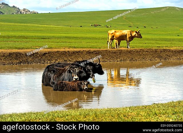 Yak Familie sucht Abkühlung in einem Teich, Mongolei / Yak family is chilling in a pond on a hot summer day, Mongolia
