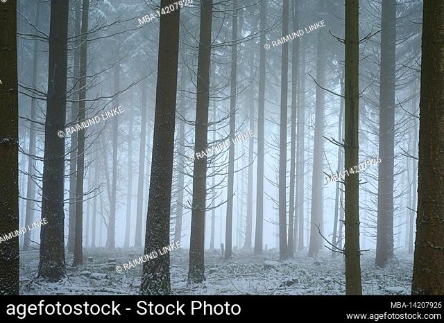 Coniferous forest, fir, spruce, fog, snow, morning, winter, Mönchberg, Spessart, Bavaria, Germany