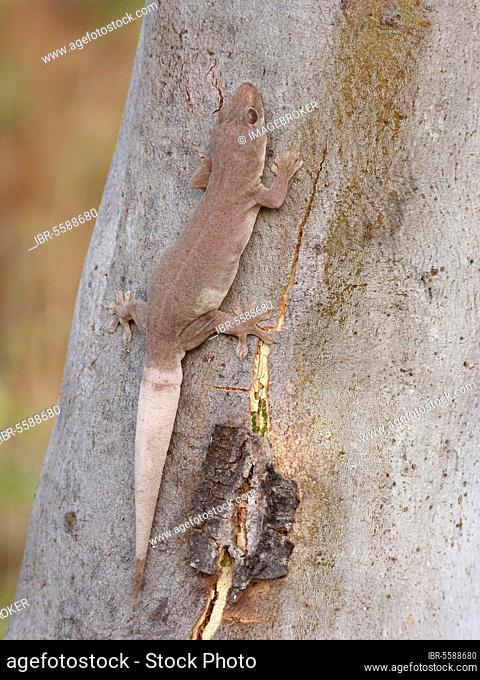 Common house gecko (Hemidactylus frenatus), Asian house gecko, Half-fingered gecko, Half-fingered geckos, Other animals, Gecko, Reptiles, Animals