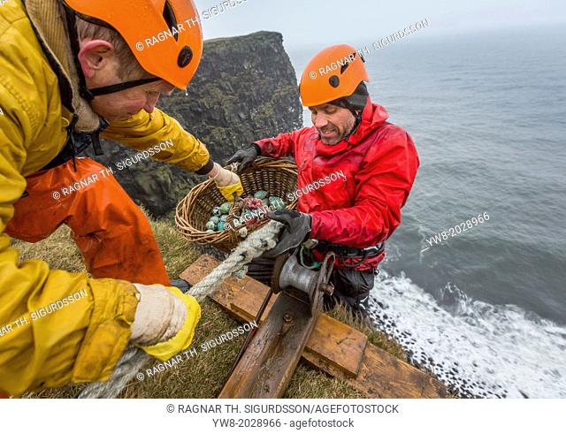 Gathering Guillemot Eggs on Cliffs, Ingolfshofdi, Iceland. Ingolfshofdi, a protected nature reserve only allowing a few families to hunt and collect eggs