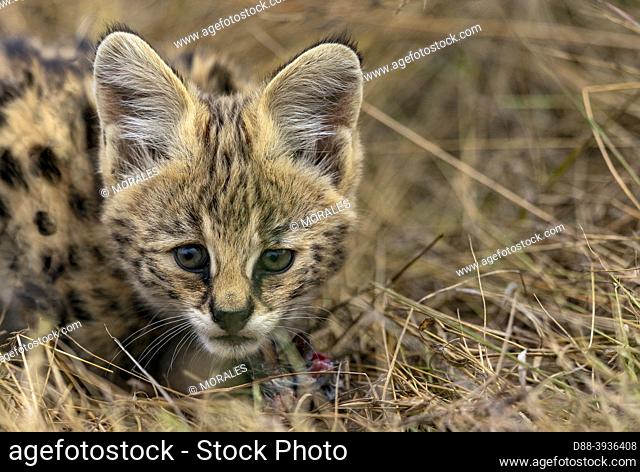 East Africa, Kenya, Masai Mara National Reserve, National Park, Two month old Little Serval (Leptailurus serval), near its mother in the savannah