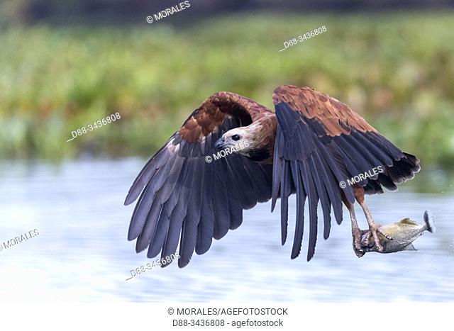 Brazil, Mato Grosso, Pantanal area, Black-collared Hawk (Busarellus nigricollis), with a fish