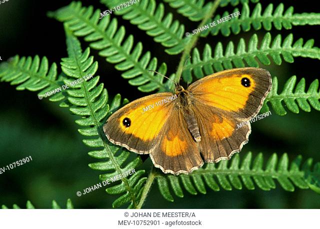 Gatekeeper Butterfly - on fern (Pyronia tithonus)