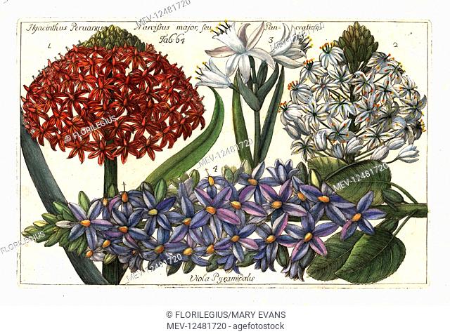 Portuguese squill, Scilla peruviana 1, 2, sea daffodil, Pancratium maritimum 3 and pyramidal bugle, Ajuga pyramidalis 4. (Hyancinthus peruanus