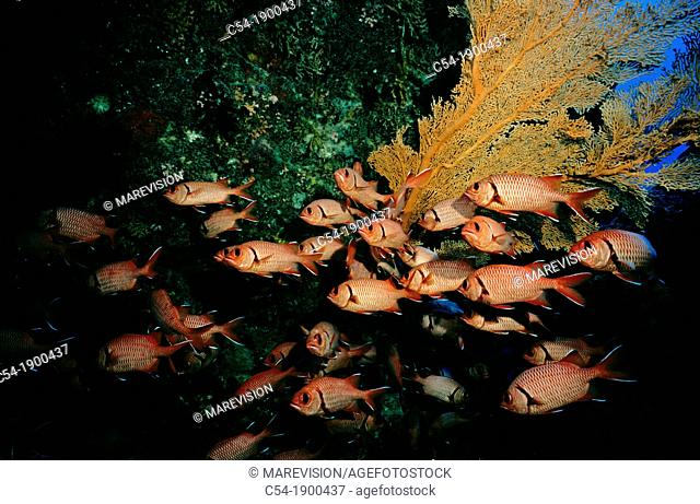 Blotcheye soldierfish  Whitetip soldierfish Myripristis murdjan  Mauritius Island  Republic of Mauritius  Southwestern Indian Ocean