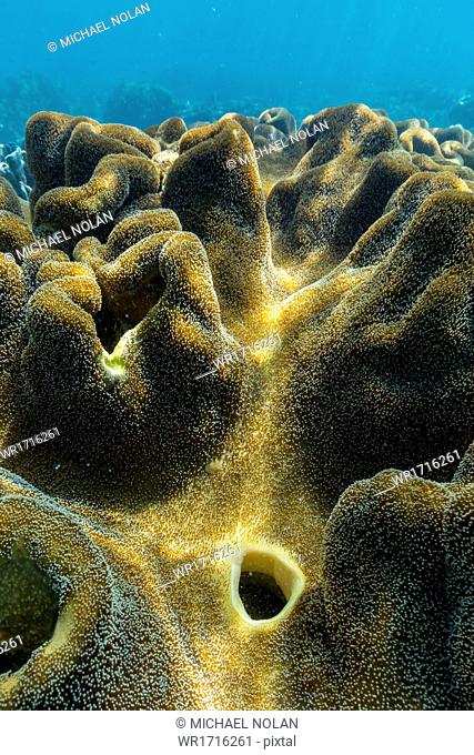 Hard and soft corals on underwater reef on Jaco Island, Timor Sea, East Timor, Southeast Asia, Asia