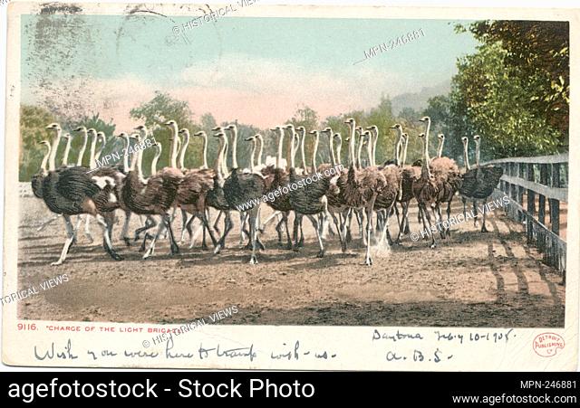 Charge of the Light Bridge, Cawston Ostrich Farm, So. Pasadena, Calif. Detroit Publishing Company postcards 9000 Series. Date Issued: 1898 - 1931 Place: Detroit...