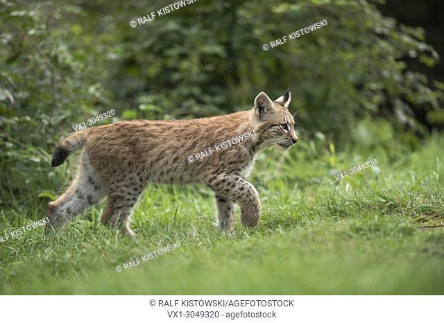 Eurasian Lynx ( Lynx lynx ), young cub, strolls along some bushes, raises its paw, looks concentrated (captive)