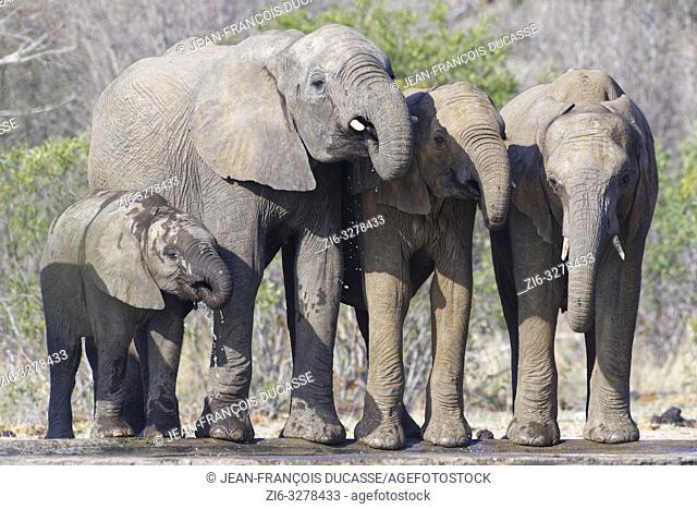 African bush elephants (Loxodonta africana), elephant calves with baby, drinking at a waterhole, Kruger National Park, South Africa, Africa