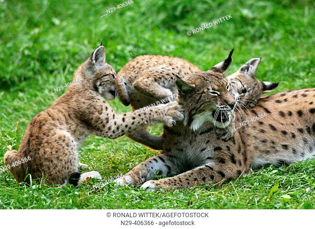 European Lynx (Lynx lynx), female with cubs. Germany