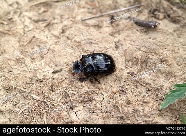 Horned dung beetle female (Copris lunaris) is a beetle native to Eurasia