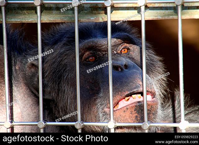 Alter Schimpanse in einem Käfig