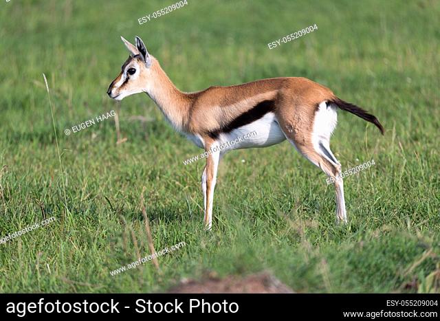 One very young Thomson Gazelle in the Kenyan grass landscape