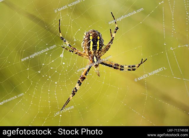 Garden spider in a meadow, Bavaria, Germany