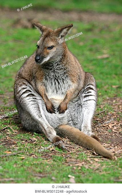 red-necked wallaby, Bennetts Wallaby Macropus rufogriseus, Wallabia rufogrisea, sitting, Australia, Victoria