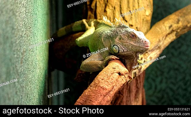 closeup of a panther chameleon on a branch, colorful iguana in the colors green and black, tropical reptile from madagascar