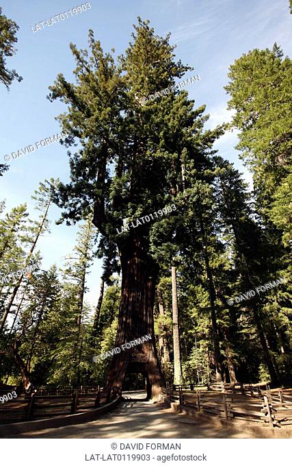 The Sequoia sempervirens or giant coast redwood trees of the genus Cypress are native to the region on the West Coast, and the redwood forests with their giant...