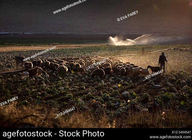 A syrian shepard with a flock of sheep at a lebanese farm in Bekaa Valley. . Syrian refugees fleeing from war, work on agricultural farms in the Bekaa Valley...