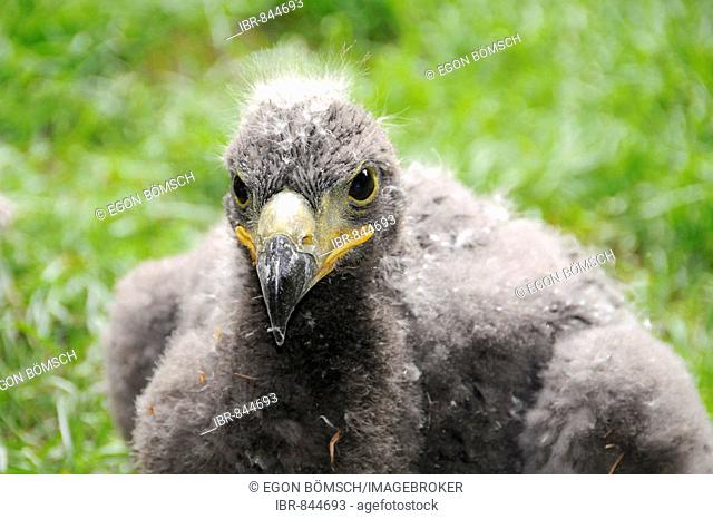 White-tailed or Sea Eagle (Haliaeetus albicilla), chick, zoo, North Rhine-Westphalia, Germany, Europe